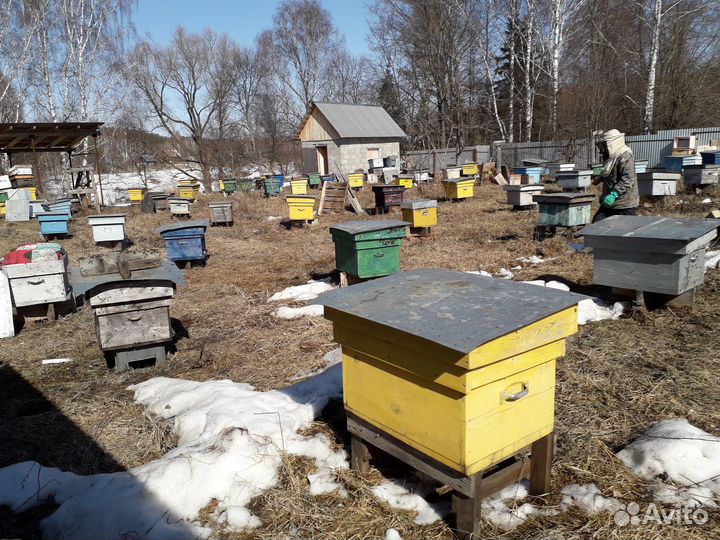 Продаются пчелосемьи