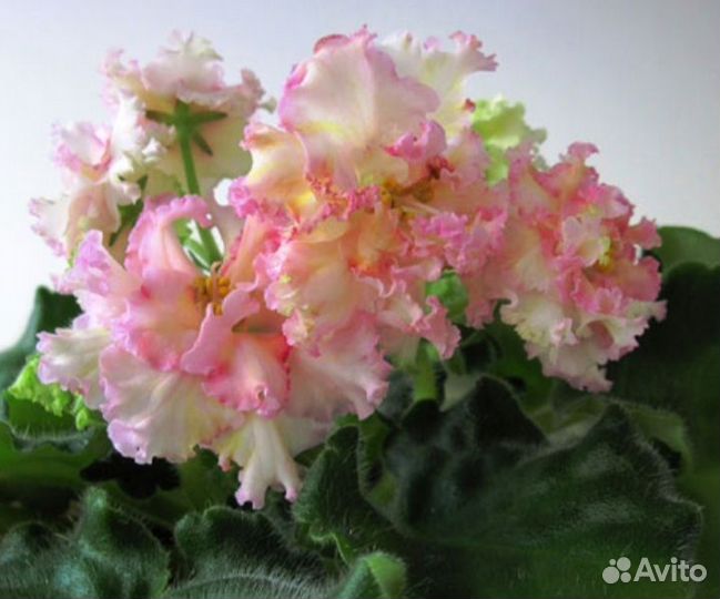 Фиалки. Стартеры. Пасынки