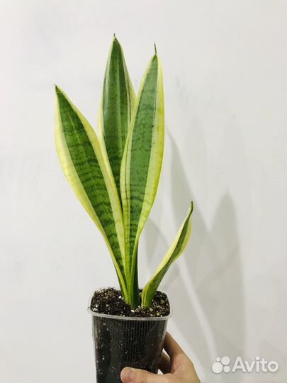 Комнатные растения,цветы, Сансевиерия