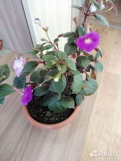 Ризомы ахименесов