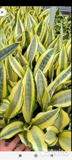 Сансевиерия Асахи