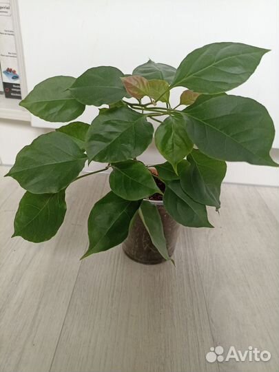 Бугенвиллия Rubiana