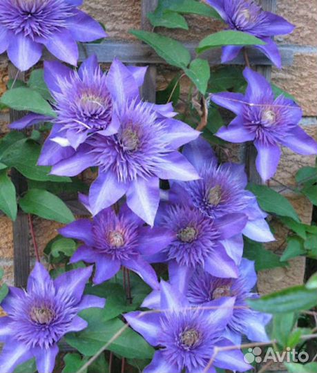 Клематисы