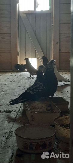 Голуби старо бакинские бойные