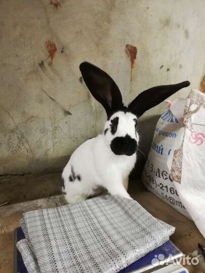 Немецкий пестрый великан (нпв)