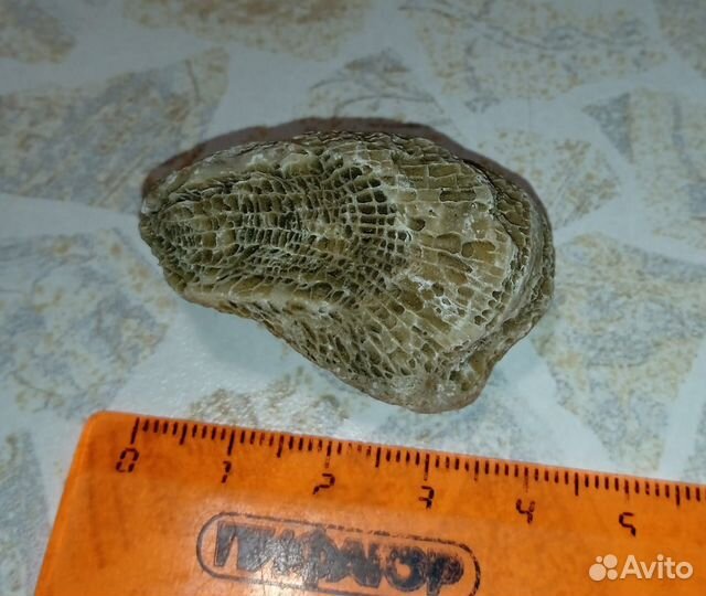 Окаменелость ругоза