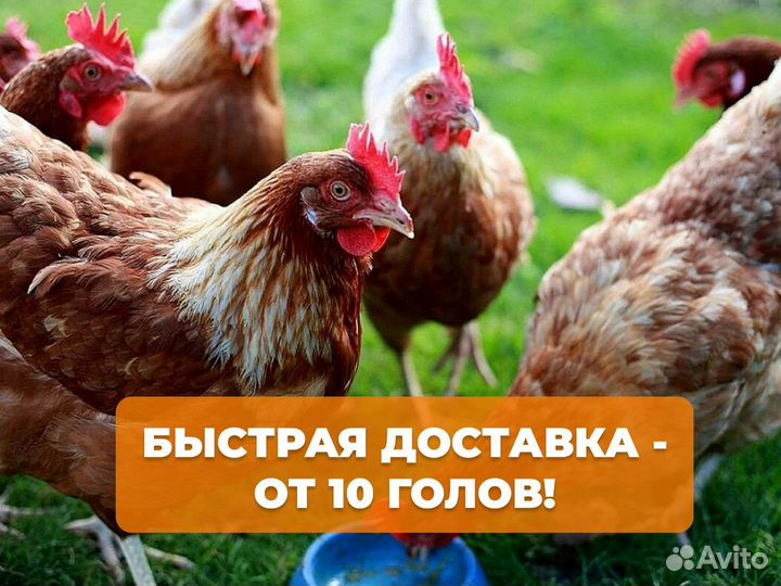 Куры несушки Белые