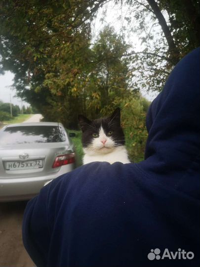 Кот в добрые руки