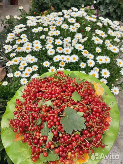 Ромашки крупные