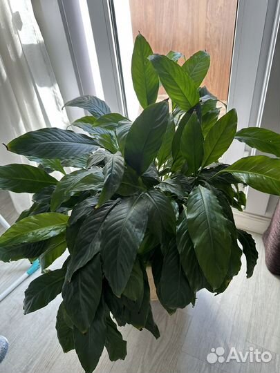 Спатифиллум