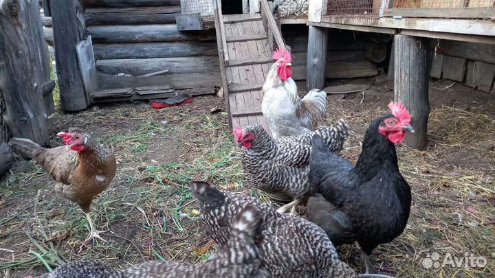 Куры несушки Доминант