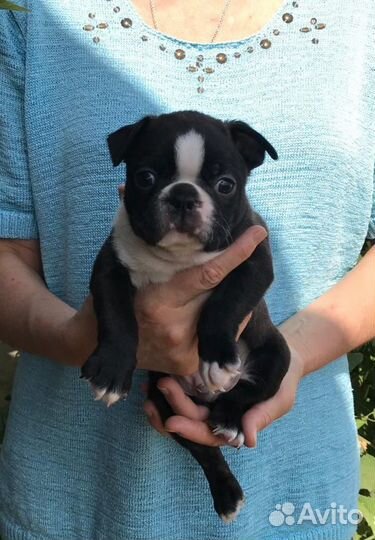 Бостон Терьер