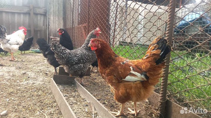 Яйцо куриное