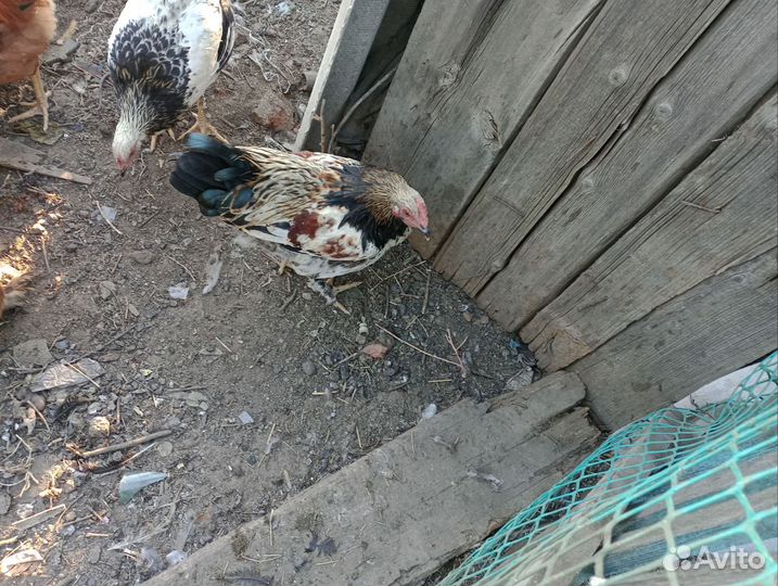 Питухи домашние