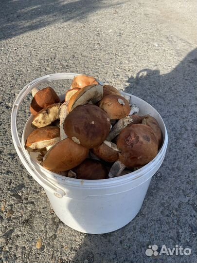 Грибы красноголовики 10л