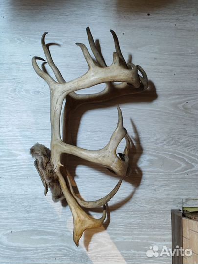Рога оленя