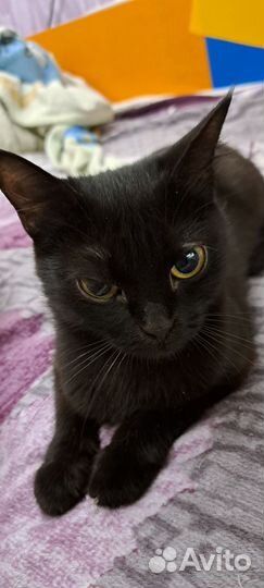 Кошка в дар