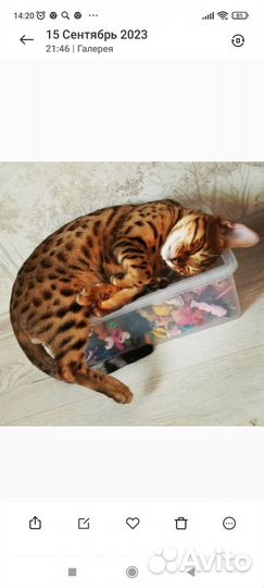 Бенгальская кошка