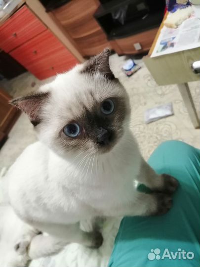 Котики породистые