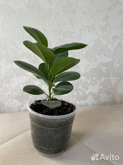 Фикус мокламе