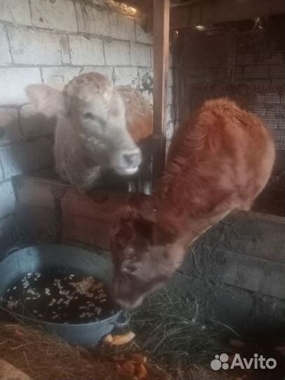 Телочки по 8 месяцев