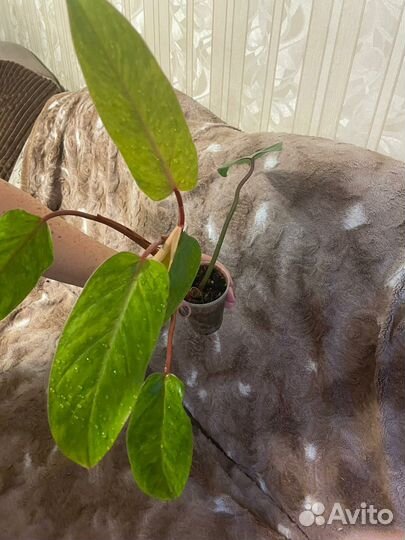 Филодедроны