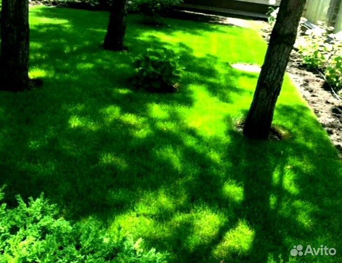 Рулонный газон