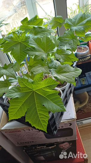 Клещевина рассада