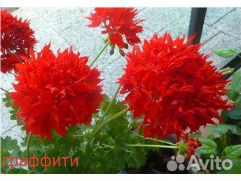 Сортовые розебундные и крупно цветковые герани