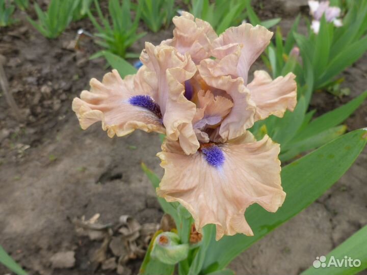 Карликовые сортовые ирисы, много сортов