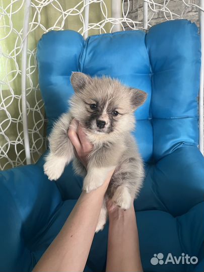 Вельш Корги Пемброк