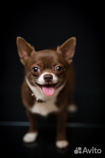 Вязка кобель чихуахуа