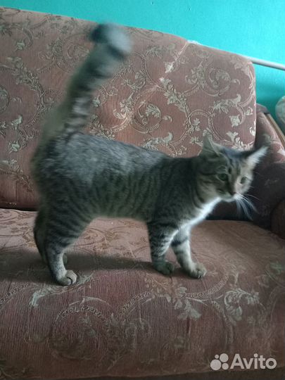 Котик в добрые руки