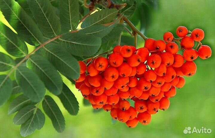 Рябина красная саженцы