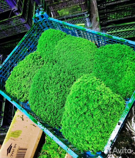 Вечно зеленый мох натуральный для интерьера