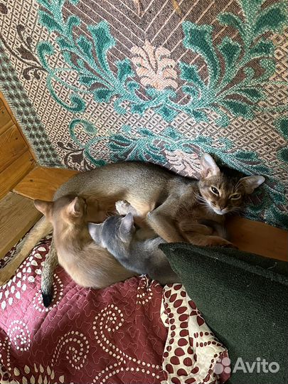 Котята абиссинской породы