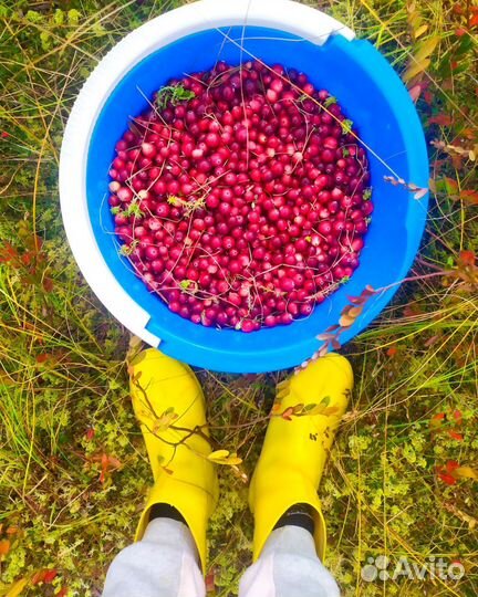 Клюква и брустника