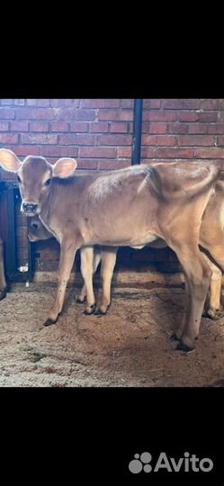 Телочка джерси чистопородная