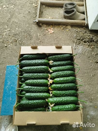 Огурцы свежие оптом