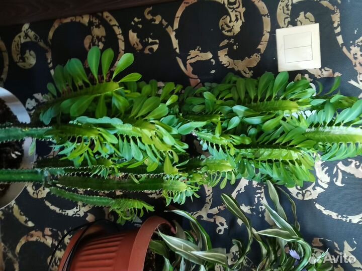 Молочай треугольный