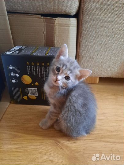 Кошка в дар