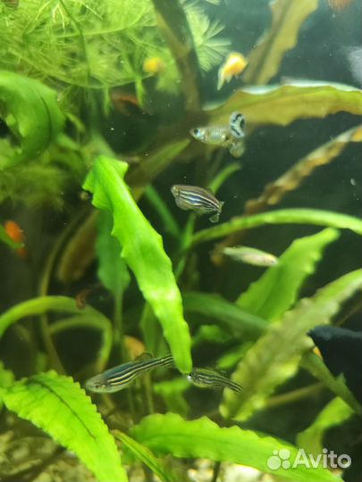 Данио, пецилии