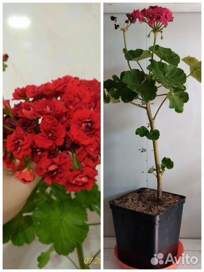Пеларгония/герань Набор из двух сортов