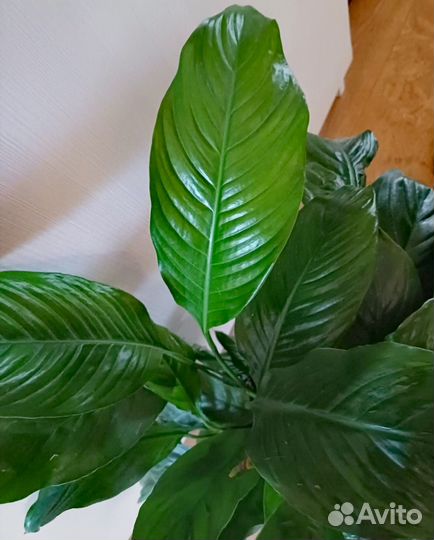 Спатифиллум Свит лауретта