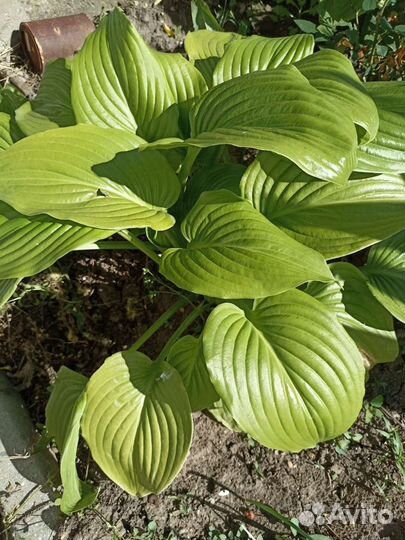 Цветы хоста