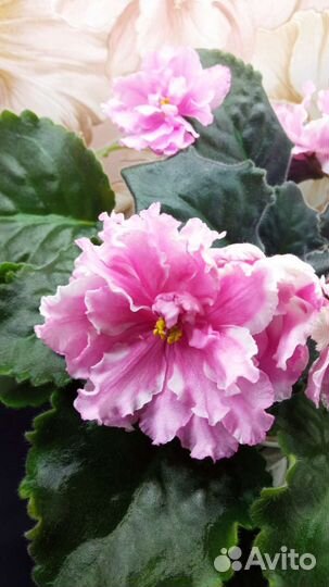 Детки сортовых фиалок