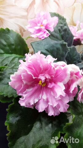 Детки сортовых фиалок