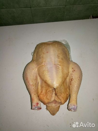 Цыплята и куры бройлер