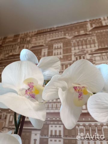 Орхидея фаленопсис искусст. Икеа