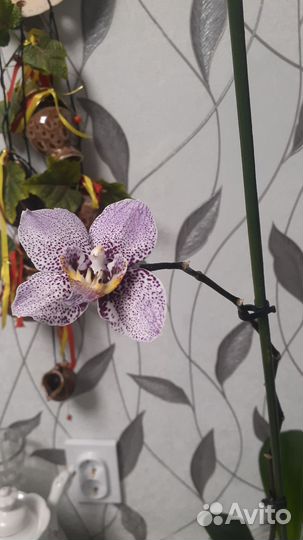 Орхидея